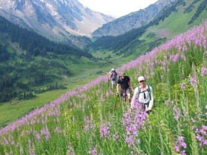There was lots of this going on: Blissful tramping through the lush flowery alpine
