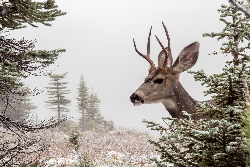 Runner up: After an early September snowfall, a hungry deer eats quietly in Assiniboine Provincial Park. Photo by Nathan Starzynski