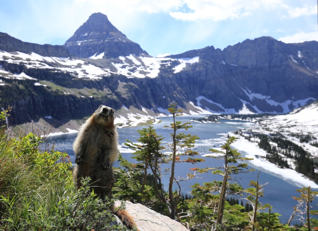 Winner: Curious Marmot posing in Front of the Hidden Lake in Glacier National Park. Photo by Tobias Klenze