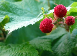Thimbleberry