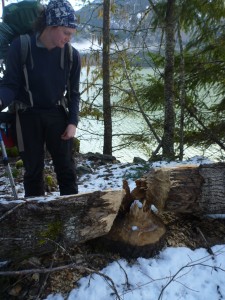 eager-beaver work. Photo: Julien Renard