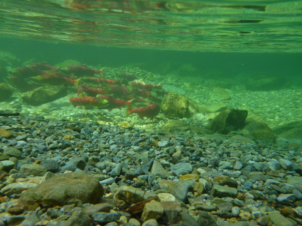 Underwater fishies! Photo by Caitlin Schneider