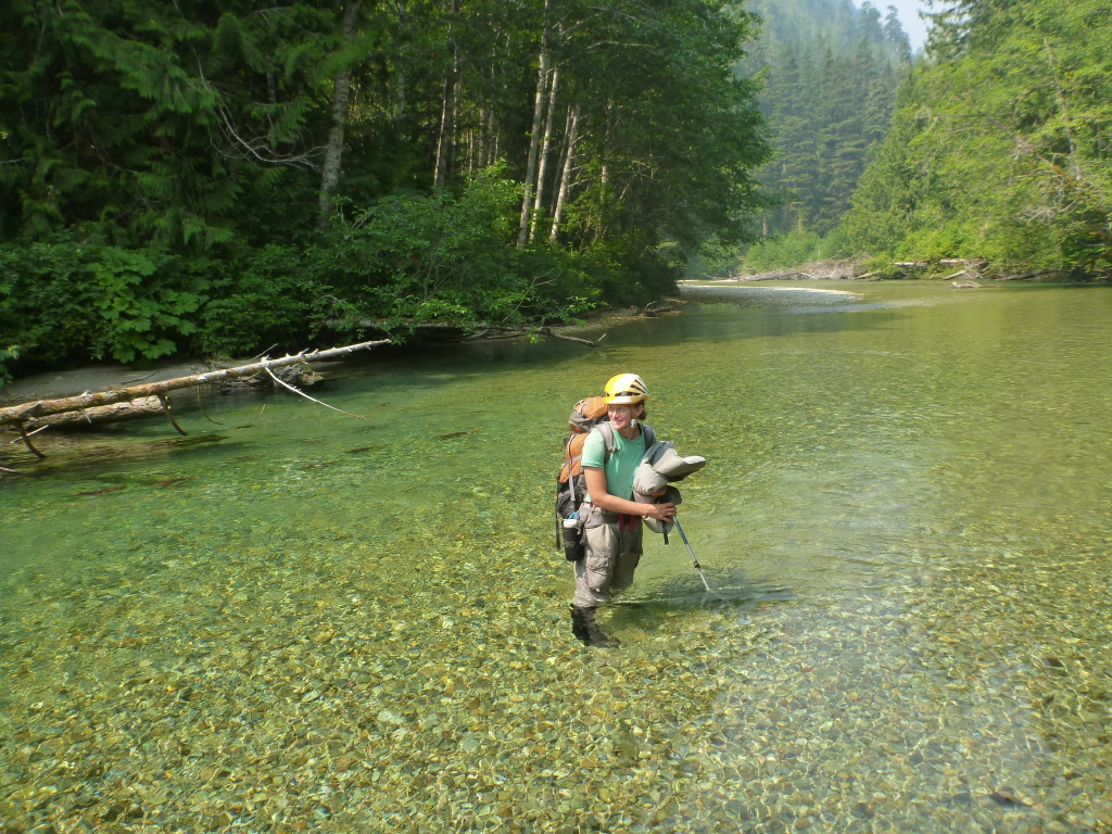 The "trail" and some more salmons. Photo by Julien Renard