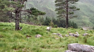 Sheep in the glen
