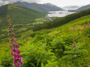 Foxglove over Glencoe 