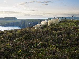 Waking up to fleeting sheep