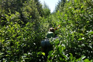 No logging-road accessed hike can be complete without some encounters with slide alder!