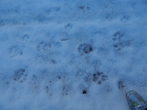 DSCN8725