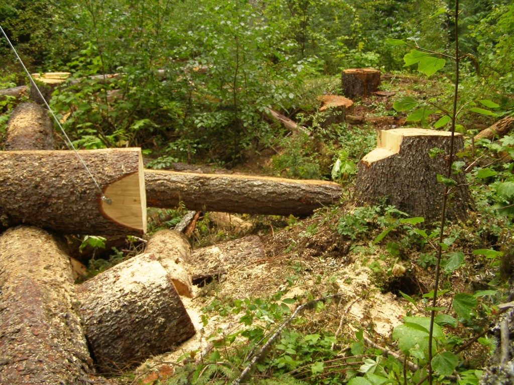 Spruce trees used as a bridge