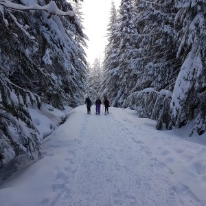 Framed by the snowy forest