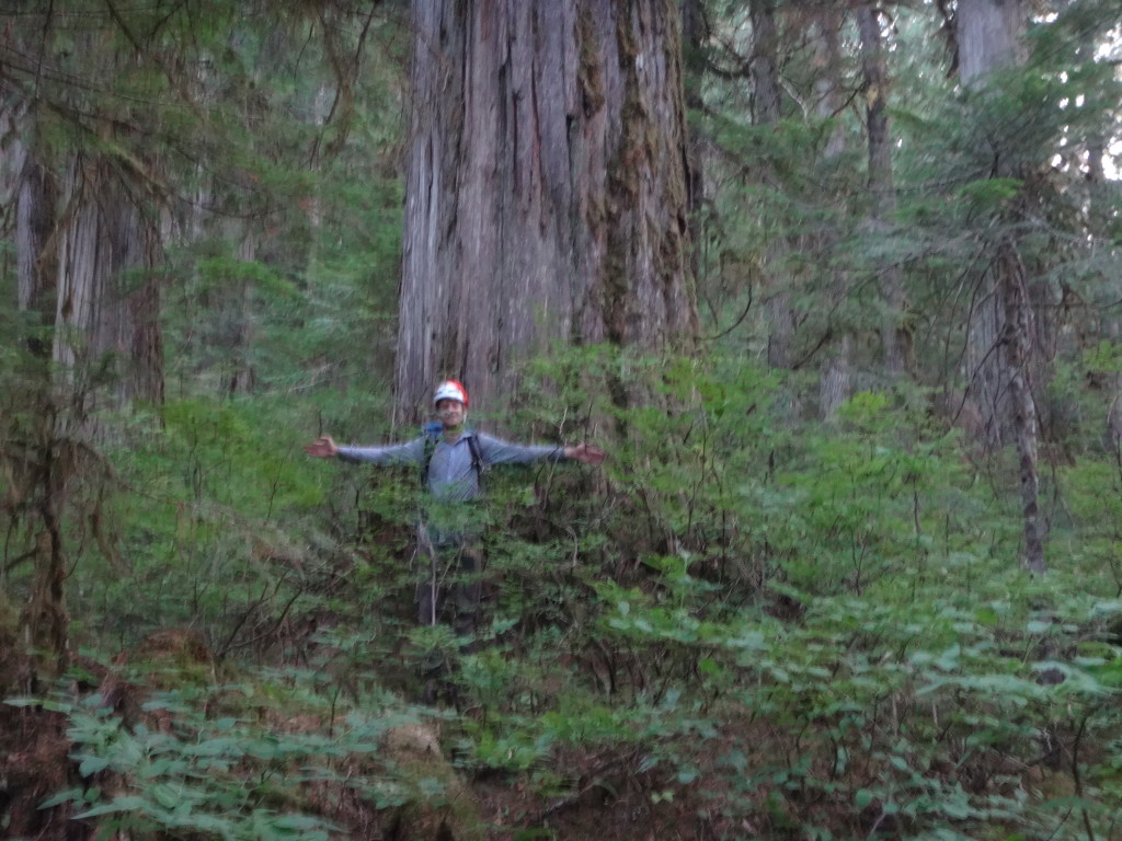 Big cedars!