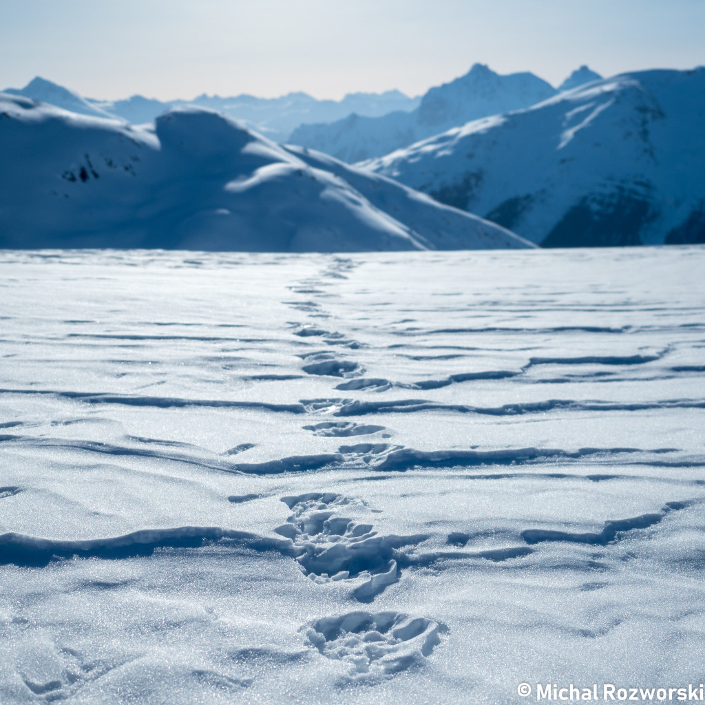 Fresh wolverine tracks in the morning. One col over from our campsite. Photo: Michal Rosworski