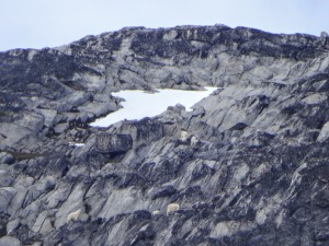 Bad picture of the incredibly tiny mountain goats.