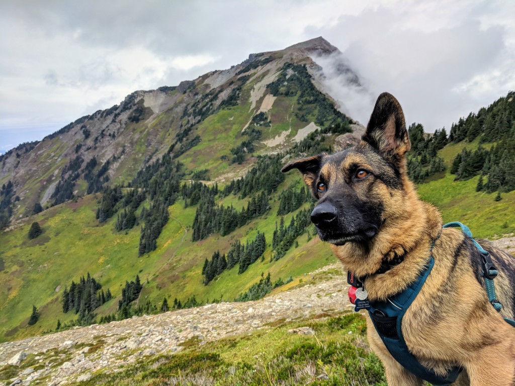 Mountain fog and mountain dog - Crystal To