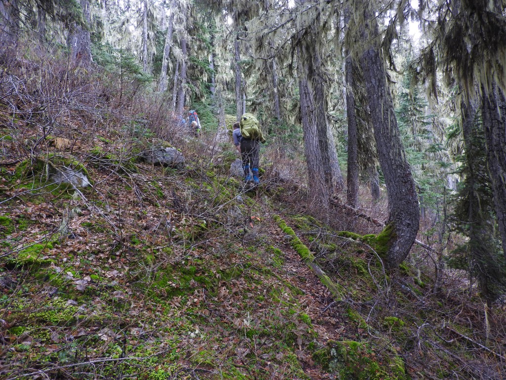 The trail above the talus slope through the old growth forest.