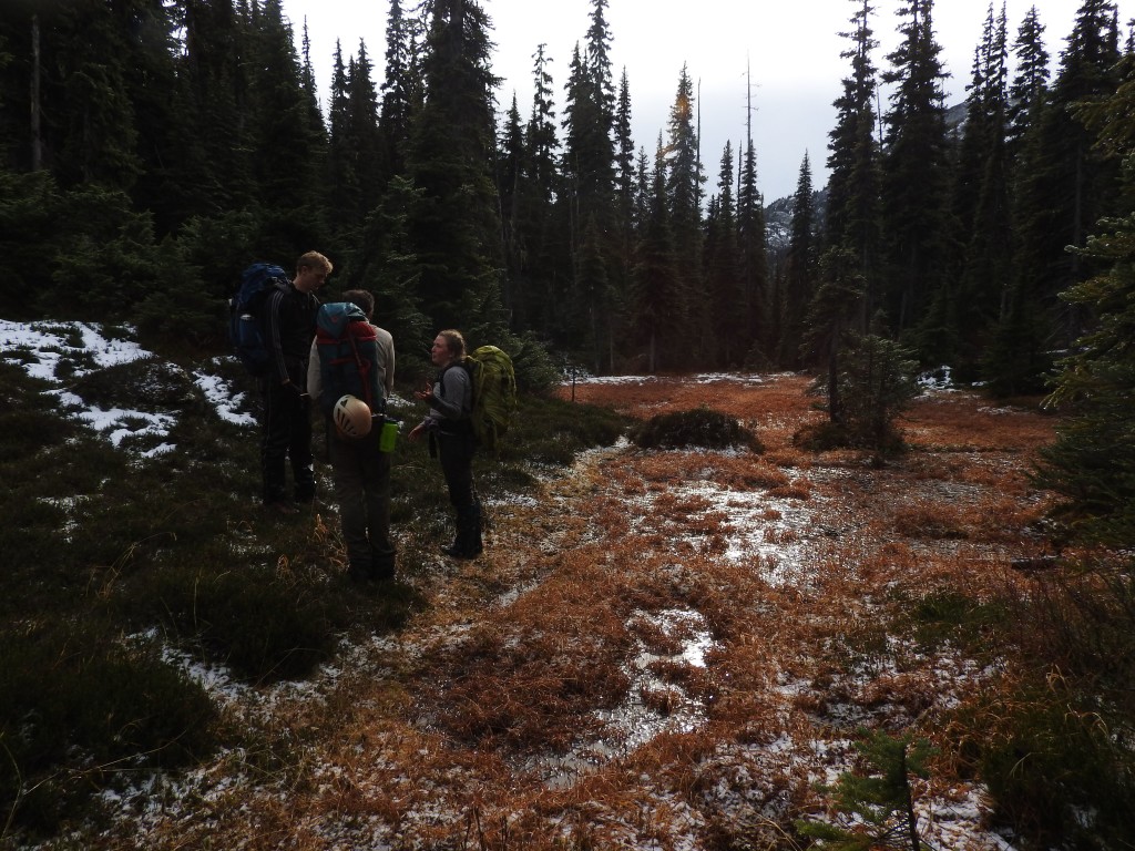 Meadows at the top of the old growth forest.