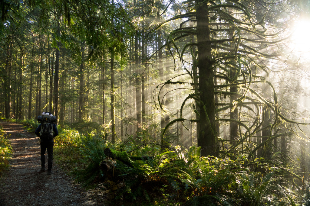 Morning sun filtering through the forest @ChangCJ_