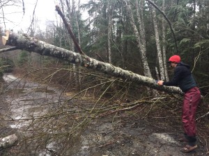 Elliot the lumberjack!