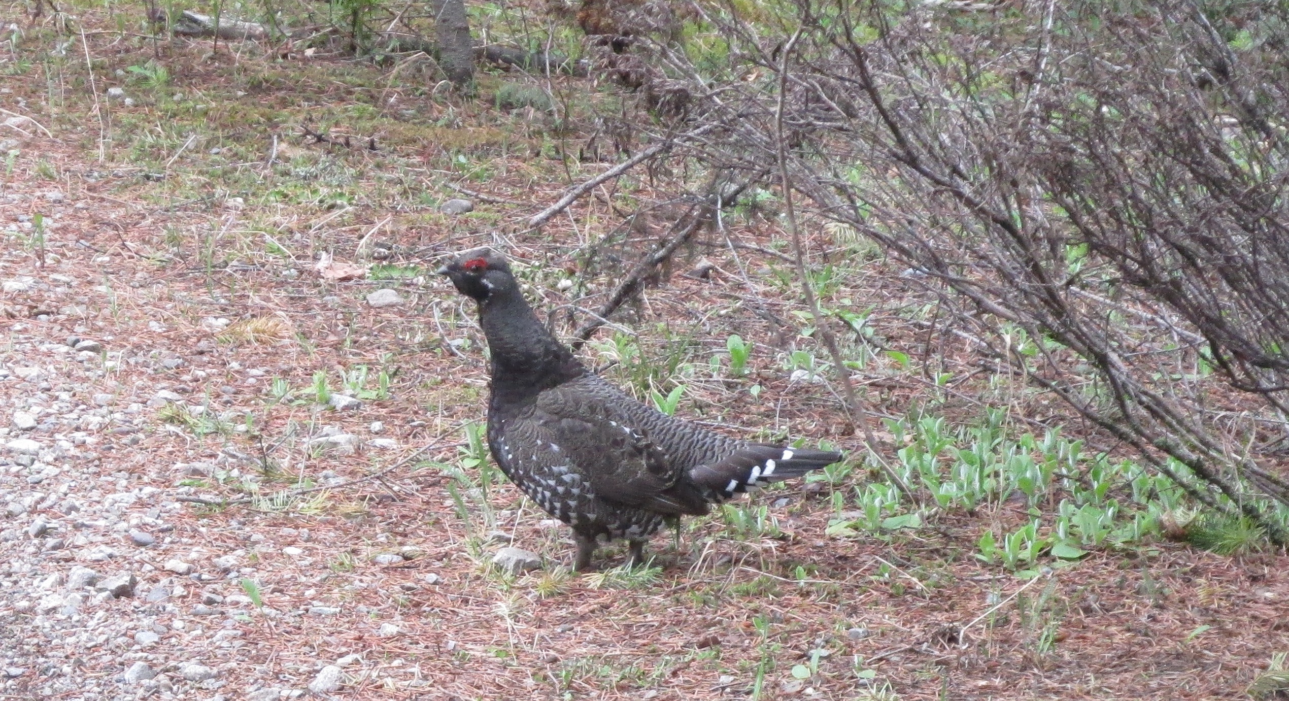 Grouse on the KVR. Photo by Elliott Skierszkan.
