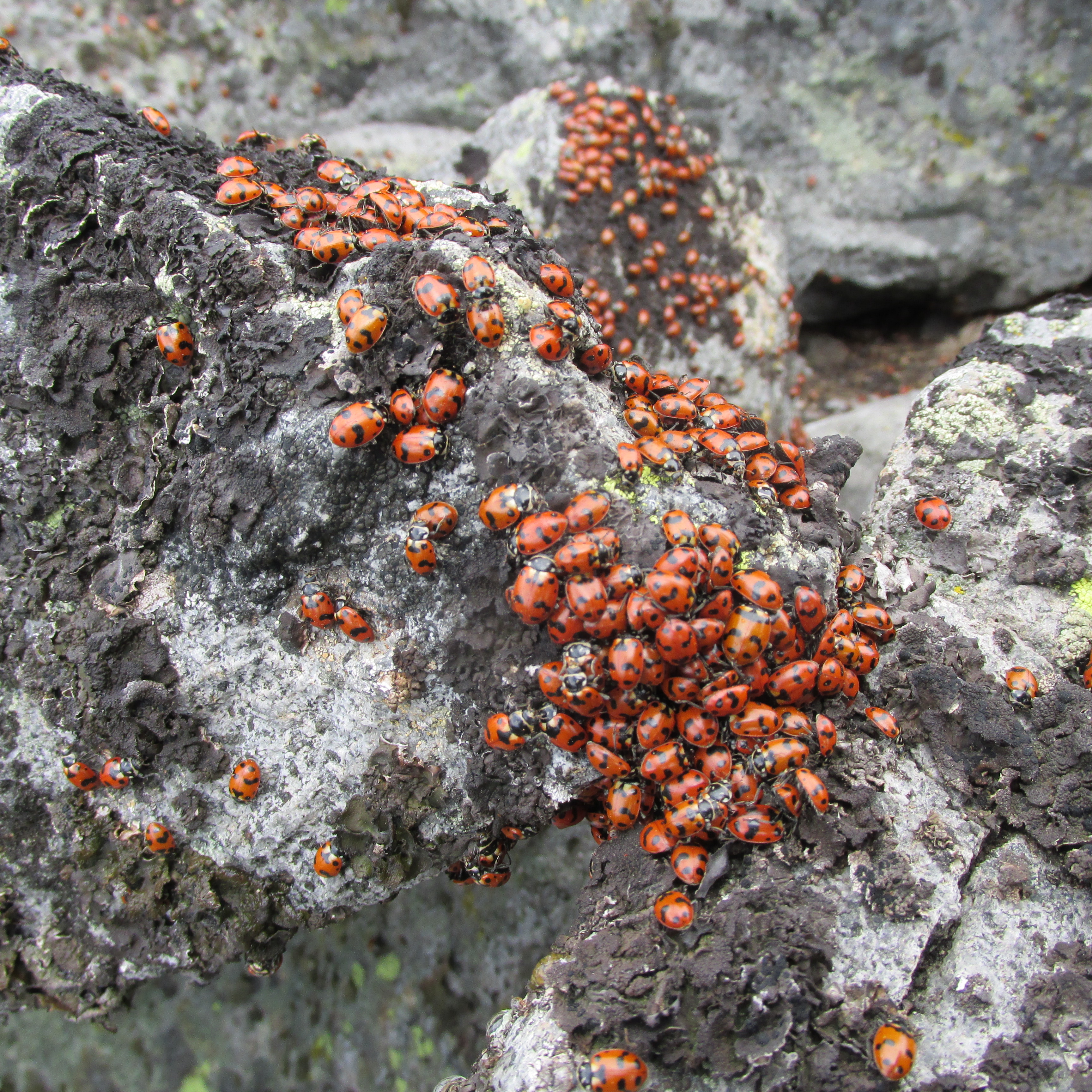 Thousands of ladybugs crawling out of Baldy’s cracks. Photo by Elliott Skierszkan. 