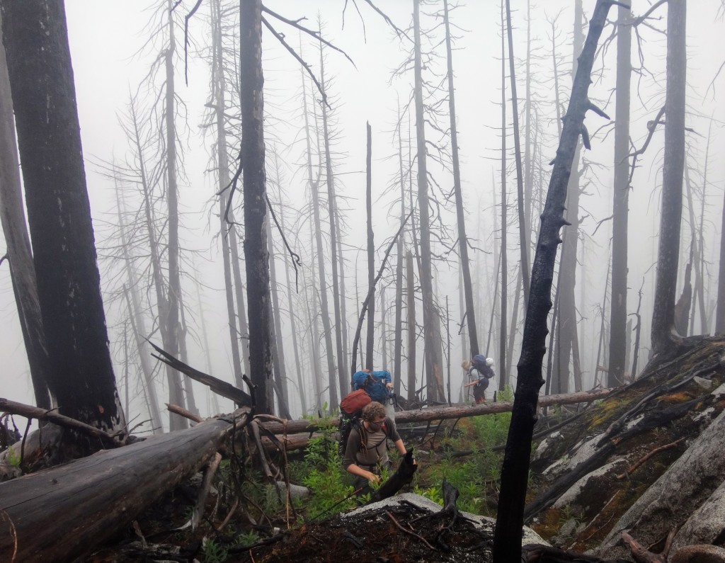 Burned forest in the Elaho Valley on the hike up.