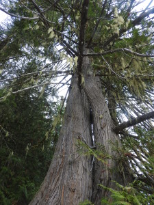 DSCN2071