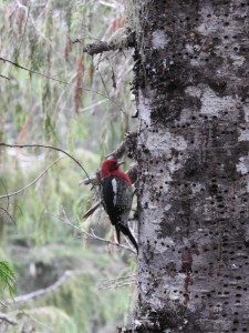 Birds go to work to - this one's made lots of progress. Photo Cred: Cassandra Elphinstone