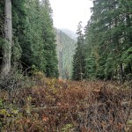 Into to Bushwhacking