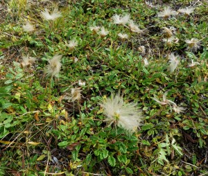 Dryas octopetala - the species I am studying for my PhD. 