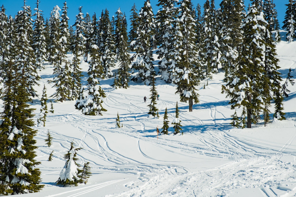 The low-grade slopes above Red Heather Hut on Round Mountain. (Photo by Vin Sanity)