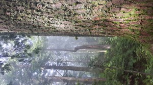 Walking through a wet forest