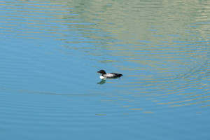 My first time seeing a the famous Canadian Loon.