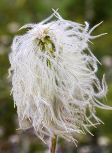 Tons of white pasque flower (anemone occidentalis).