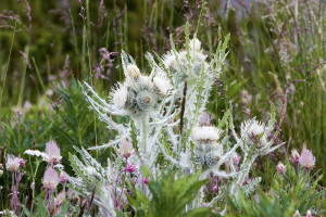 Elk thistle (Cirsium scariosum)