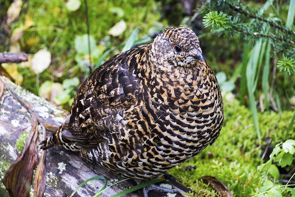 On the way back I had a chat with this friendly grouse. "Brep?" I said to it. "Brep" was the reply. We went back and forth like this before I asked the real question: "Is the natural state of the soul quiet or chaos?" "Neither," said the wise mountain chicken, "it's transient, shifting like water." I left it at that, and said farewell before continuing on my way.