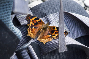 This butterfly decided to hang out as we were packing up. 