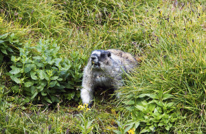 Munching marmot. 