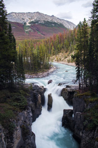 Sunwapta Falls with a large tree die-off in the background.