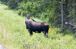 A moose giving me the cold shoulder.