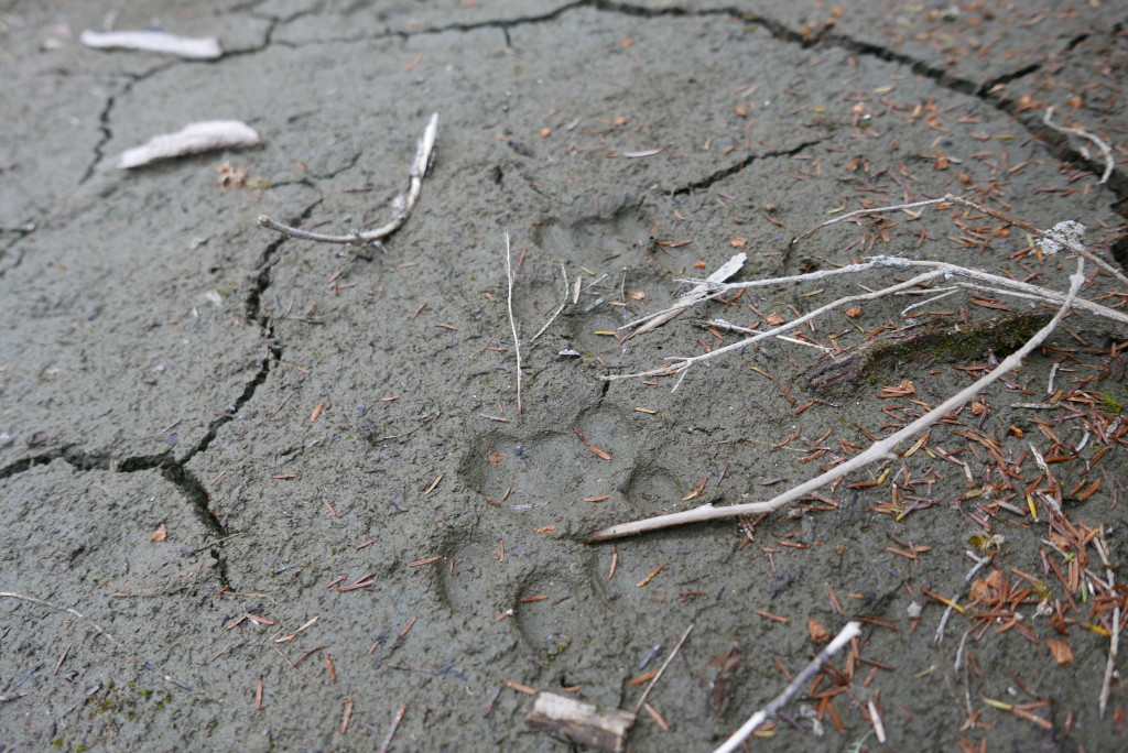 Bobcat prints (we think).