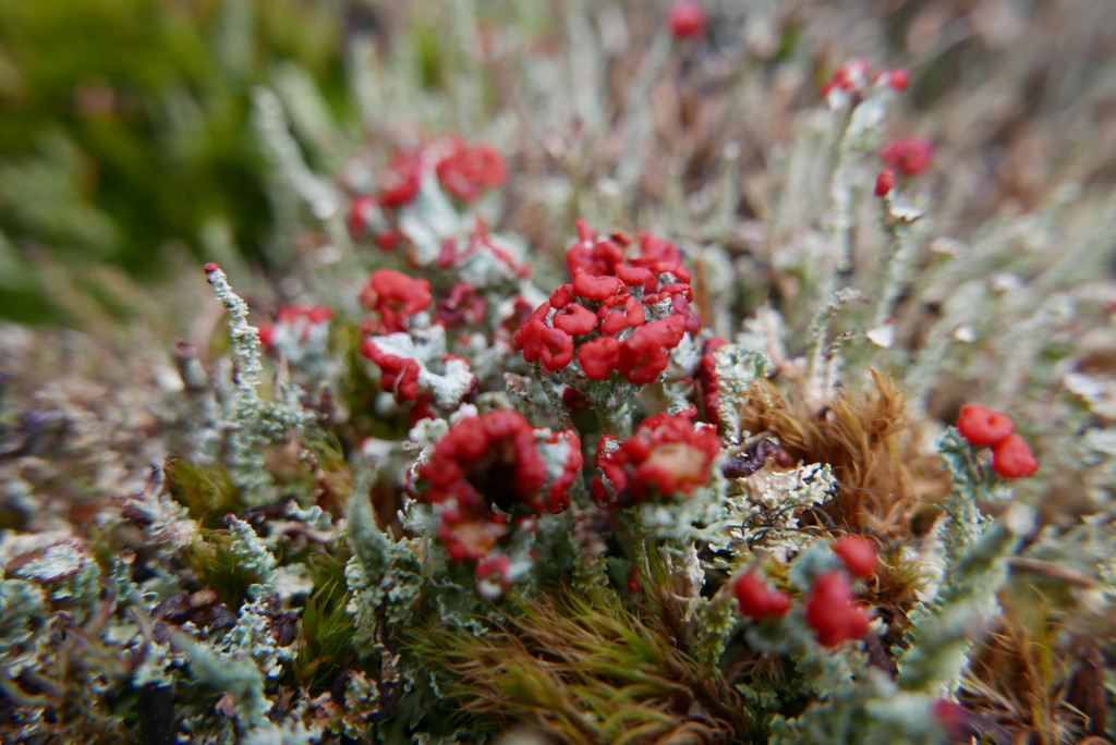 Fun lipstick lichen