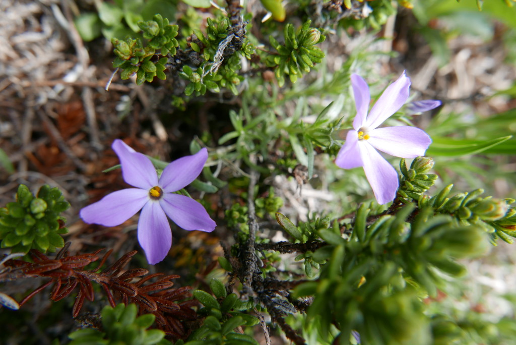 Spreading phlox.