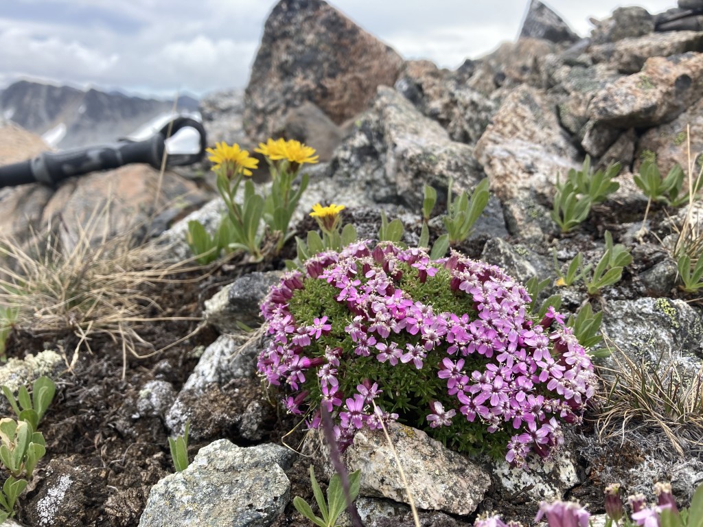Alpine plants (Silene acaulis) near the summit of Microscope peak