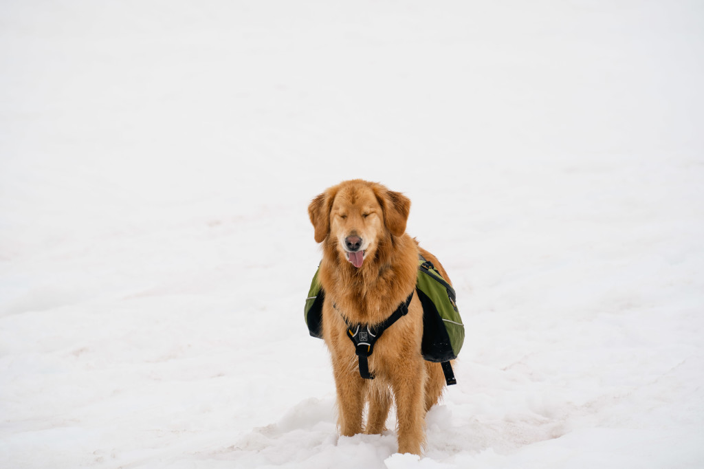 Buddy - The goofy trip mascot