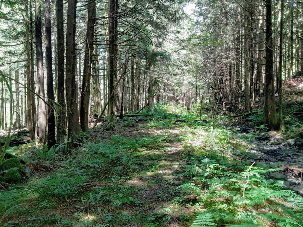 Surprisingly bush-free roadbed on the East side of Widgeon Creek