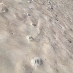 Goat tracks on the steep snow below Sharkfin Peak