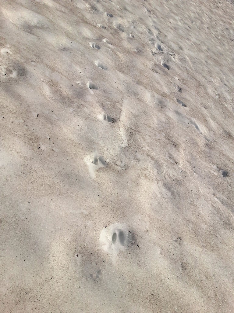 Goat tracks on the steep snow below Sharkfin Peak