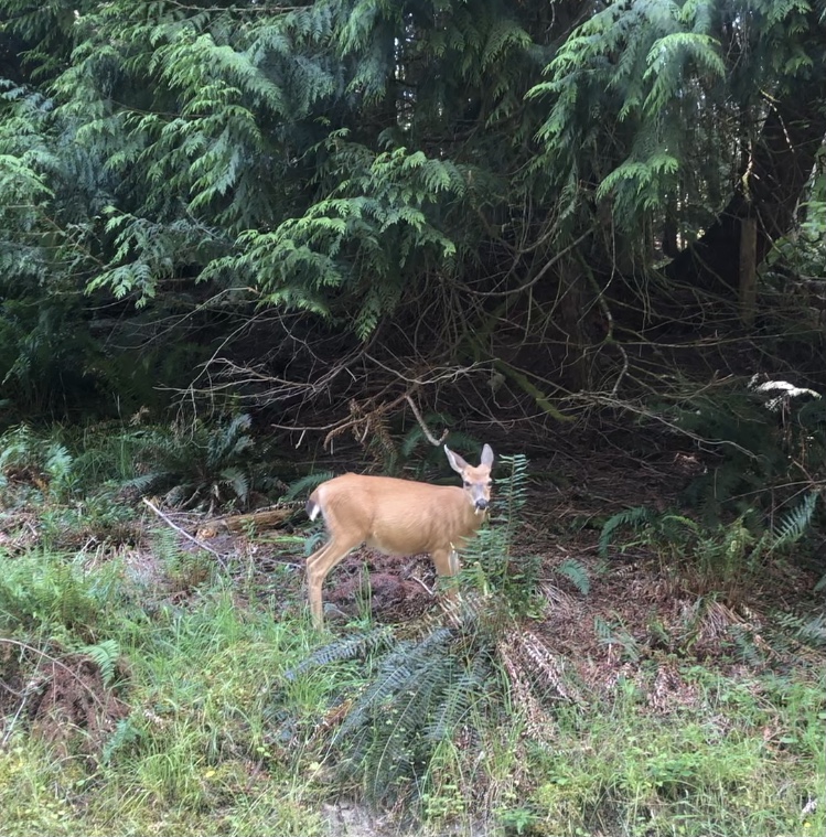 We spotted at least six deer at the island