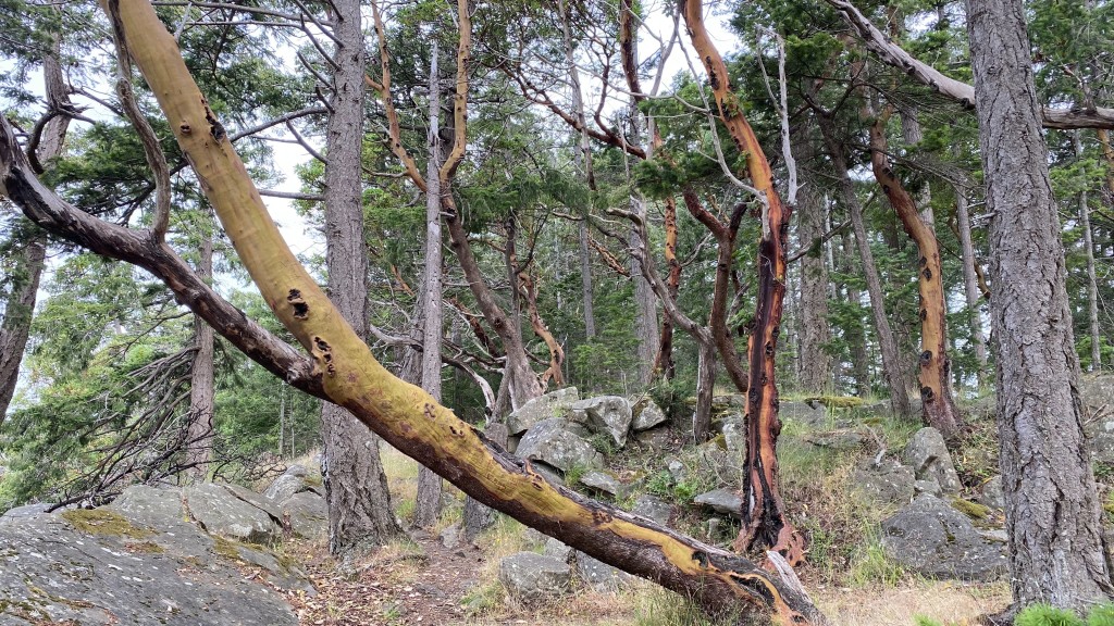 Arbutus Trees