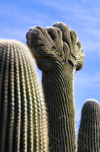 Crested Saguaro